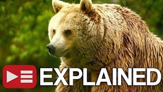 Unedited Footage of a Bear EXPLAINED [upl. by Oakes]