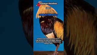 Gamefowl Bloodlines  Grey 2 Characteristics [upl. by Yrocal]