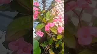 🥰Euphorbia milii shortvideo happinessgarden houseplants ♥️ [upl. by Enehpets]