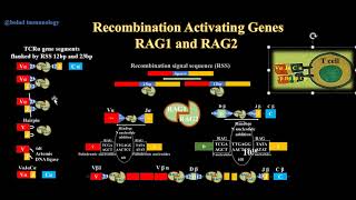 RAG1 and RAG2 Recombination activating genes  Recombinase enzymes  RAG protein complex [upl. by Cj]