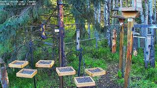 20240921  Foothills Birds  PTZ Live Stream Bird Feeder Cam 65 Species [upl. by Hulbig]