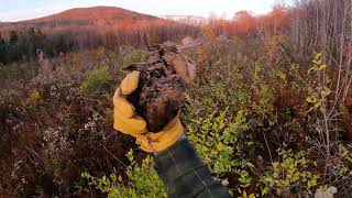 Woodcock hunting Vermont the flights are in [upl. by Langelo]