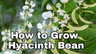 How to Grow Hyacinth Bean [upl. by Nivanod]