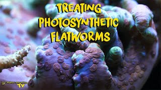 Treating Photosynthetic Flatworms [upl. by Akemad]