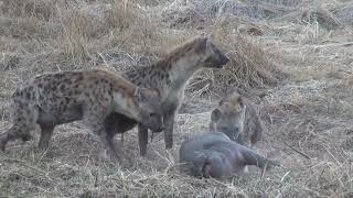 Baby Hippo being attacked by Hyenas [upl. by Cybil]