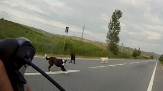 EP92 2 RIDES  4 DOG ATTACKS DOGS CHASING CYCLIST [upl. by Niraa948]