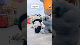 الغوريلا الفرفوشه رزق اخواتشي ب 😂 ضحك باندا اكسبلور الغوريلا panda مضحك مقاطعمضحكة [upl. by Thaxter]