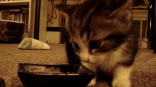 Cute Kitten says quotYUM YUM YUMquot while eating original [upl. by Parks]