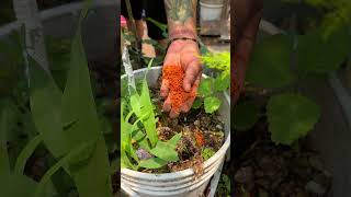 Como hacer abono casero para las plantas con la pepita de aguacate shorts [upl. by Newnorb]