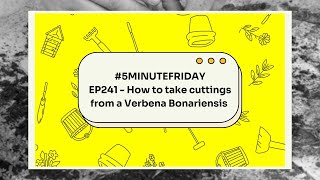 EP241  How to take cuttings from a Verbena Bonariensis 5minutefriday [upl. by Ttej]