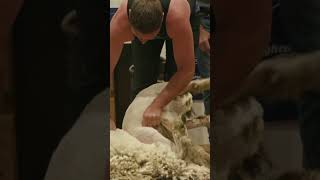 Corriedale Champs shearing sheep wool thesouthernseries worldseriesshearing [upl. by Atirahc]