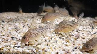 Corydoras haraldschultzi wild bij Aquarium Speciaalzaak Utaka [upl. by Aliekat184]