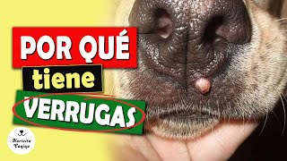 Por qué a tu perro le SALEN VERRUGAS [upl. by Roydd]