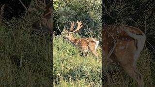 damhert fallow deer amsterdam water supply dunes deer forest nederland netherlands [upl. by Sisco]