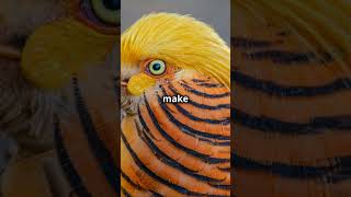 Golden Pheasant funfacts didyouknow colourful birds wildlife goldenpheasant [upl. by Yelrihs328]