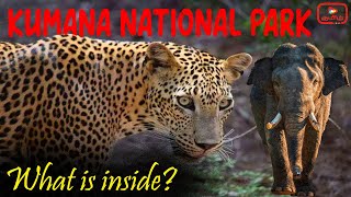 Kumana National Park Sri Lanka  Wildlife Safari  What is inside  Wild Animals [upl. by Rebmetpes718]