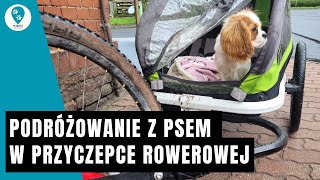 Podróżowanie z psem w przyczepce rowerowej [upl. by Adnerol802]