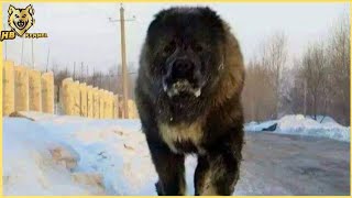 Caucasian shepherd dog breed  All You Need To Know [upl. by Atalie]