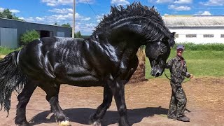 Most Powerful Horse Breed in the world [upl. by Toffey]