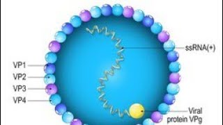 How to draw PoliovirusMICROBIOLOGYMBBS SECOND YEAR [upl. by Nwahsid]