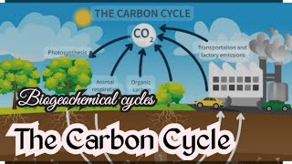 The Carbon Cycle A Simple ExplanationBiogeochemical cyclescarbon cycleEnvironmental science [upl. by Eimile]