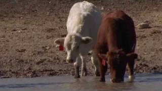 Temple Grandin How One Autistic Woman Changed the Cattle Industry  NHD 2017 documentary entry [upl. by Niram]