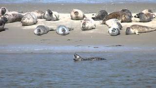 Seehunde im Wattenmeer [upl. by Aiva]