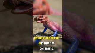 The Amazing SpiderMan Agama A Real Life Superhero  Agama Lizards  Rainbow Lizard [upl. by Notlrak]