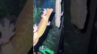 What do our geckos do while we sleep gecko reptiles lizard [upl. by Nnyllaf]