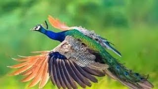 Beautiful peacock Flying in slow motion  Have you ever seen a peacock fly  Life Booster [upl. by Annaiek]