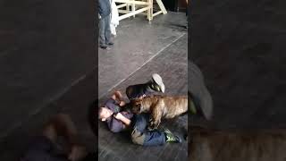 Bullet Head movie training Dogo Canario Ademar [upl. by Adelheid245]