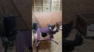 ✨THE HOLLERIN’ HENHOUSE✨📢🐓 funnyanimalvideos memes funnyshorts shorts cuteanimals chickens [upl. by Theresina287]