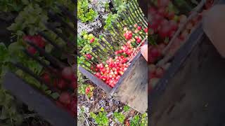 Lingonberry picking harvesting cranberry lingonberry berryfarm wildberries [upl. by Canute]