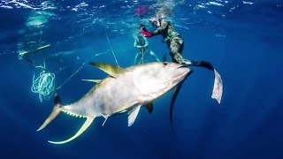 Pesca Submarina Atún de aleta amarilla 100Kg  CAZA DE AGUA AZUL Spearfishing [upl. by Aivart53]