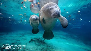 Save the Manatee 4ocean [upl. by Atirak]