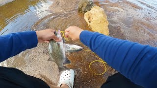 White Bass Fishing Below Spillway Lighter the Better [upl. by Marino]