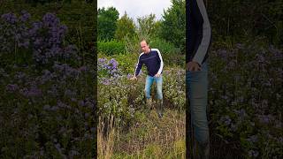 Michaelmas daisies astererigeron foraging herbs gardening permaculture adventure explore [upl. by Arahsak313]