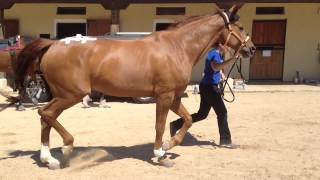 20 Hind limb lameness [upl. by Beaver]