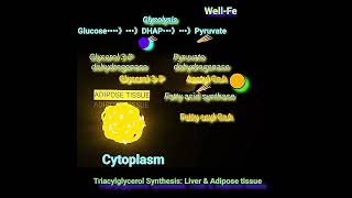 Synthesis of Triacylglycerol Fat Metabolism Made Easy [upl. by Yehus550]