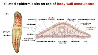 Phylum Platyhelminthes Part 1 General Characteristics [upl. by Eatnohs]