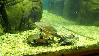 Snakeneck amp Shortnecked Turtles at Cape May Zoo [upl. by Dorey]