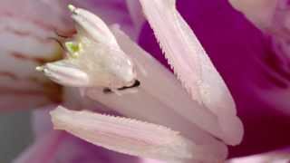 Orchid Mantis Catching Prey [upl. by Laurice]