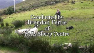 Brilliant Sheep Herding Demonstration Using Border Collies [upl. by Tyra]