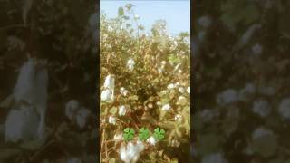 Pindan De Jaye sajjanadeeb ytshorts farmer youtubeshorts short agriculture trendingshort [upl. by Grevera931]