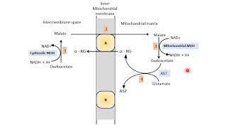 Malate Aspartate Shuttle  Biological Oxidation  Electron Transport Chain ETC  Biochemistry [upl. by Ronnie]