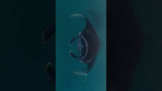 Giant Oceanic Manta Ray Dives Deep Hunts Prey mantaray [upl. by Oicnerolf]