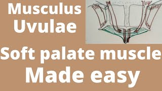 Musculus uvulae  soft palate muscle  soft palate anatomy [upl. by Atilamrac]