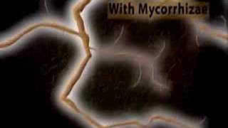 See how mycorrhizae and mycorrhizal fungi absorb nutrients o [upl. by Enelyad]