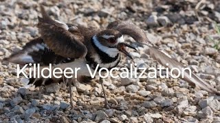 Killdeer Vocalization rosellureta birds birdslover [upl. by Killen213]