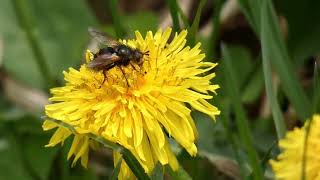 Tachinid Fly Licks Dandelion Flowers 240fps [upl. by Houston]